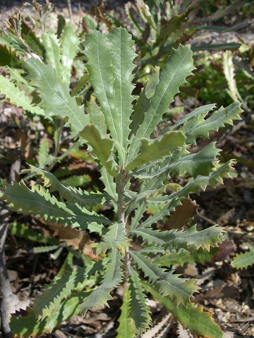 Banksia baueri photo