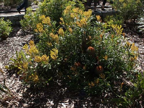 Banksia baueri photo