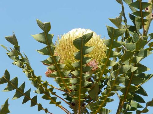 Banksia baxteri photo