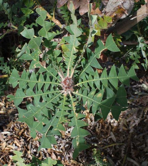 Banksia baxteri photo