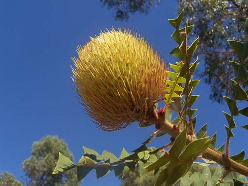 Banksia baxteri photo