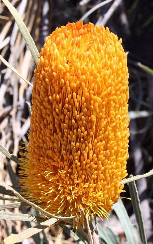 Banksia benthamiana photo