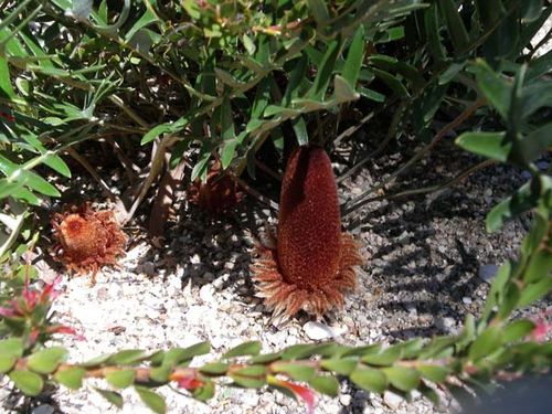 Banksia blechnifolia photo