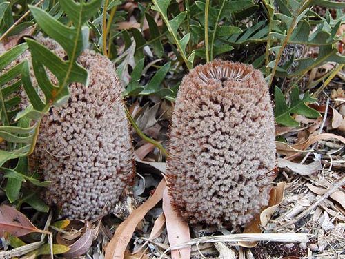 Banksia blechnifolia photo