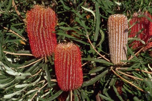 Banksia brownii photo