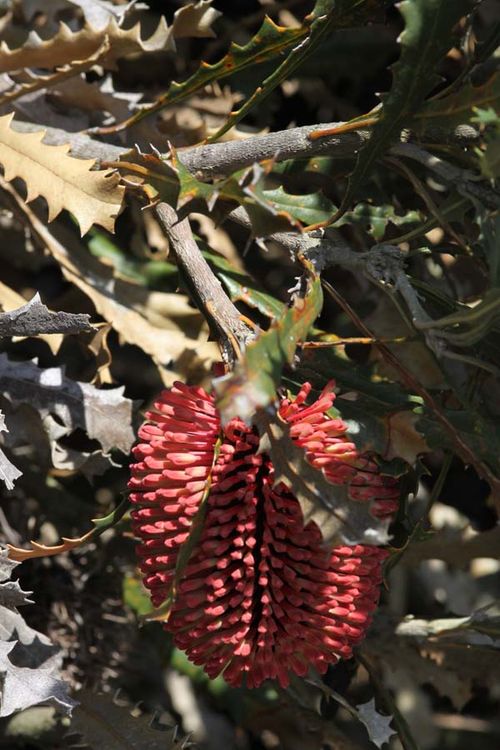 Banksia caleyi photo