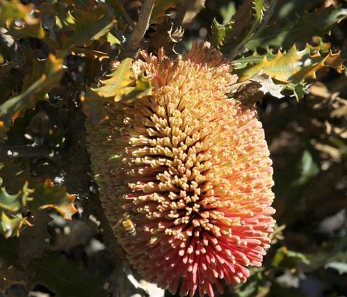 Banksia caleyi photo