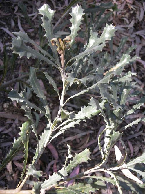 Banksia caleyi photo