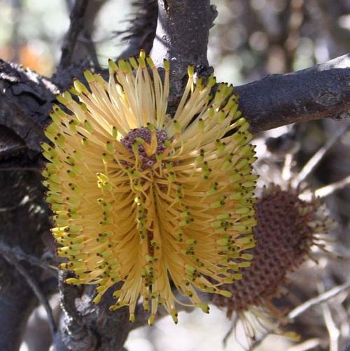 Banksia candolleana photo