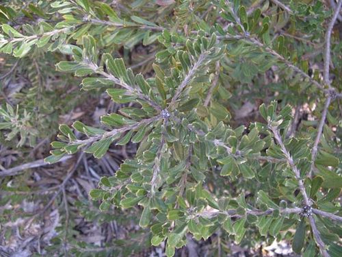 Banksia canei photo