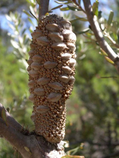 Banksia canei photo