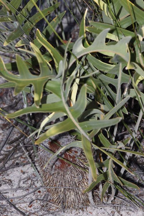Banksia chamaephyton photo