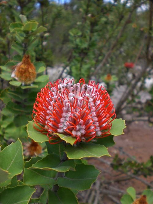 Banksia coccinea photo