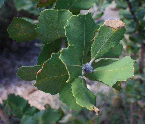 Banksia coccinea photo