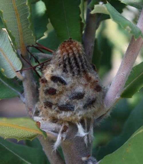 Banksia coccinea photo