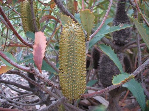 Banksia conferta ssp conferta photo