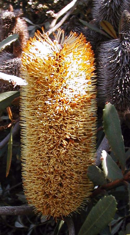 Banksia conferta ssp penicillata photo