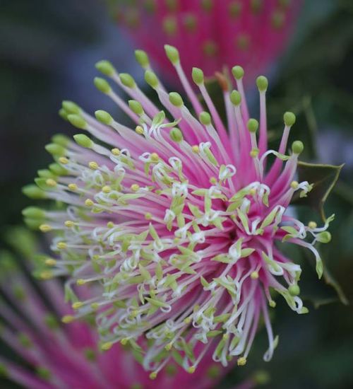 Banksia cuneata photo