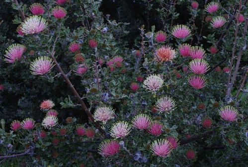 Banksia cuneata photo