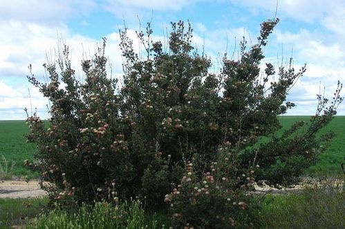 Banksia cuneata photo