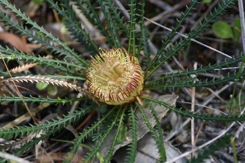 Banksia dallanneyi photo