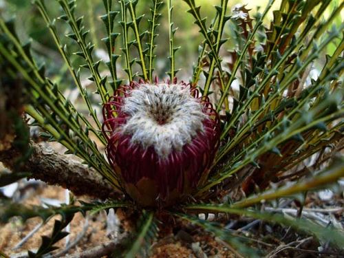 Banksia dallanneyi photo