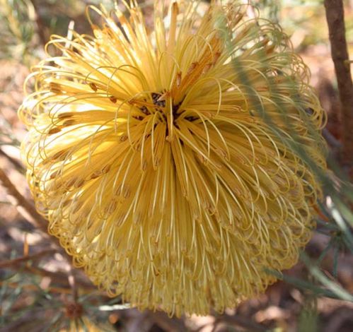 Banksia sphaerocarpa var dolichostyla photo