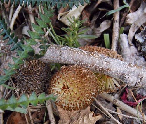 Banksia dryandroides photo