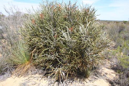 Banksia elderiana photo