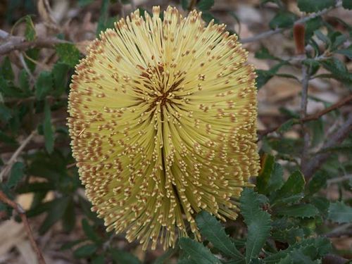 Banksia epica photo