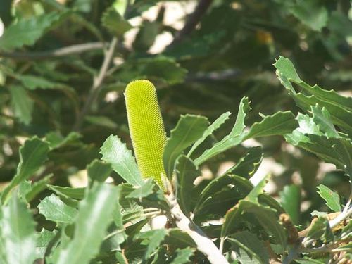 Banksia epica photo