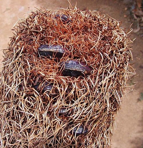 Banksia epica photo