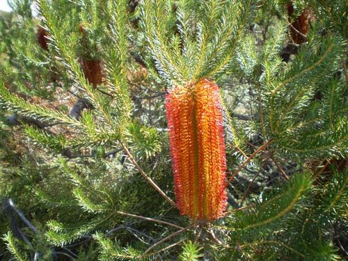 Banksia ericifolia photo