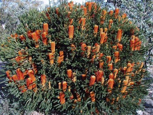 Banksia ericifolia 'Little Eric' photo