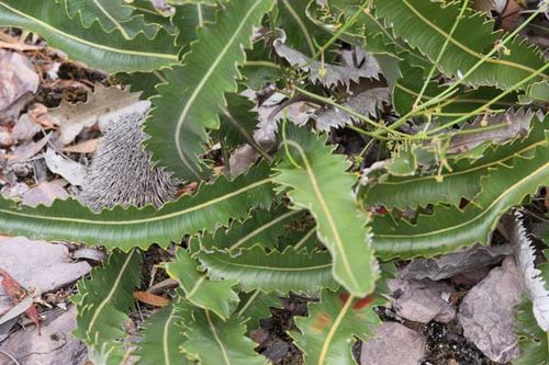 Banksia gardneri var brevidentata photo
