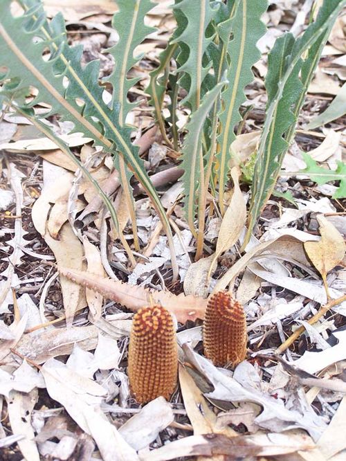 Banksia gardneri var gardneri photo