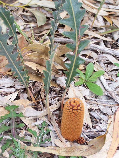 Banksia gardneri var gardneri photo