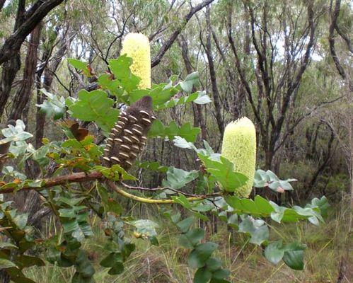 Banksia grandis photo