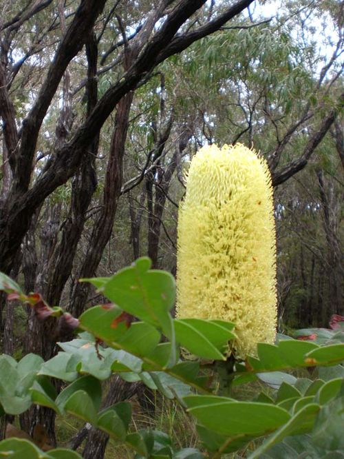 Banksia grandis photo