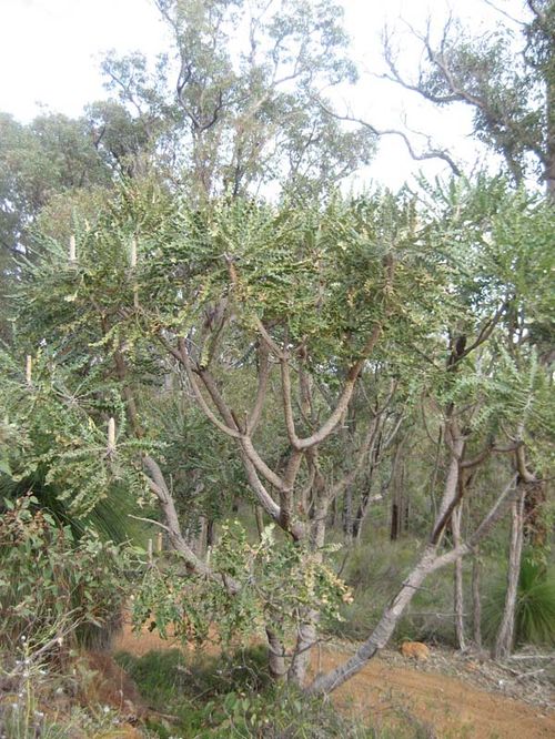 Banksia grandis photo