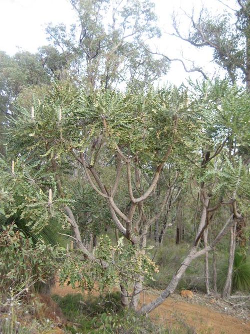 Banksia grandis photo