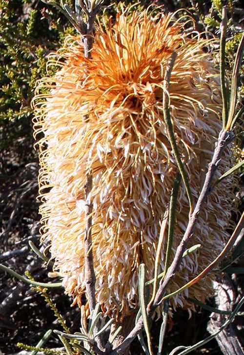 Banksia grossa photo