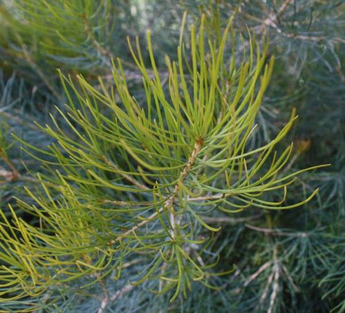 Banksia grossa photo