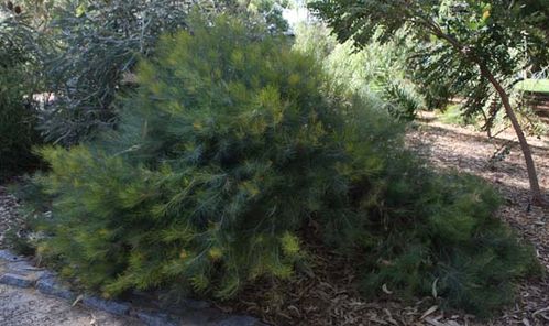 Banksia grossa photo