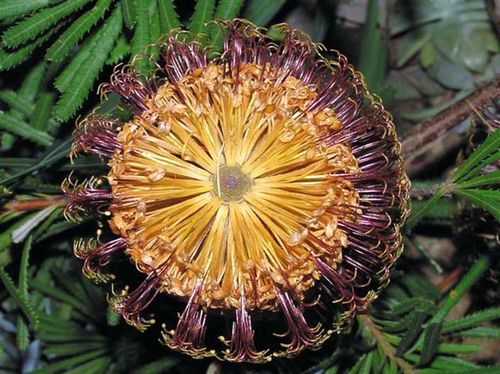 Banksia spinulosa 'Honeypots' photo