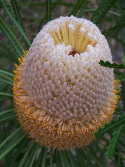 Banksia hookeriana photo