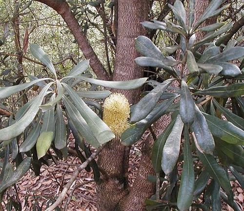 Banksia integrifolia ssp compar photo