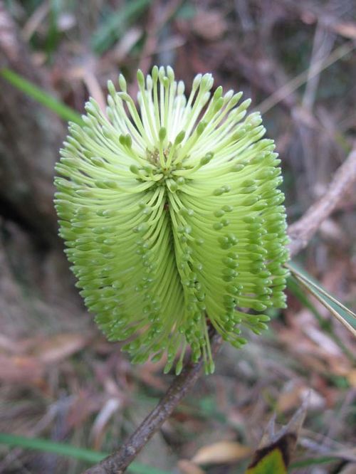 Banksia integrifolia ssp monticola photo