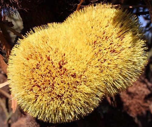 Banksia laevigata ssp fuscolutea photo