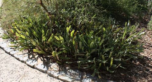 Banksia laevigata ssp fuscolutea photo
